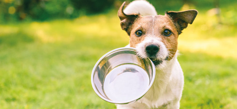 Osmosewasser für Hunde